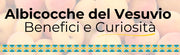 Le Albicocche del Vesuvio: Un Tesoro della Terra Campana
